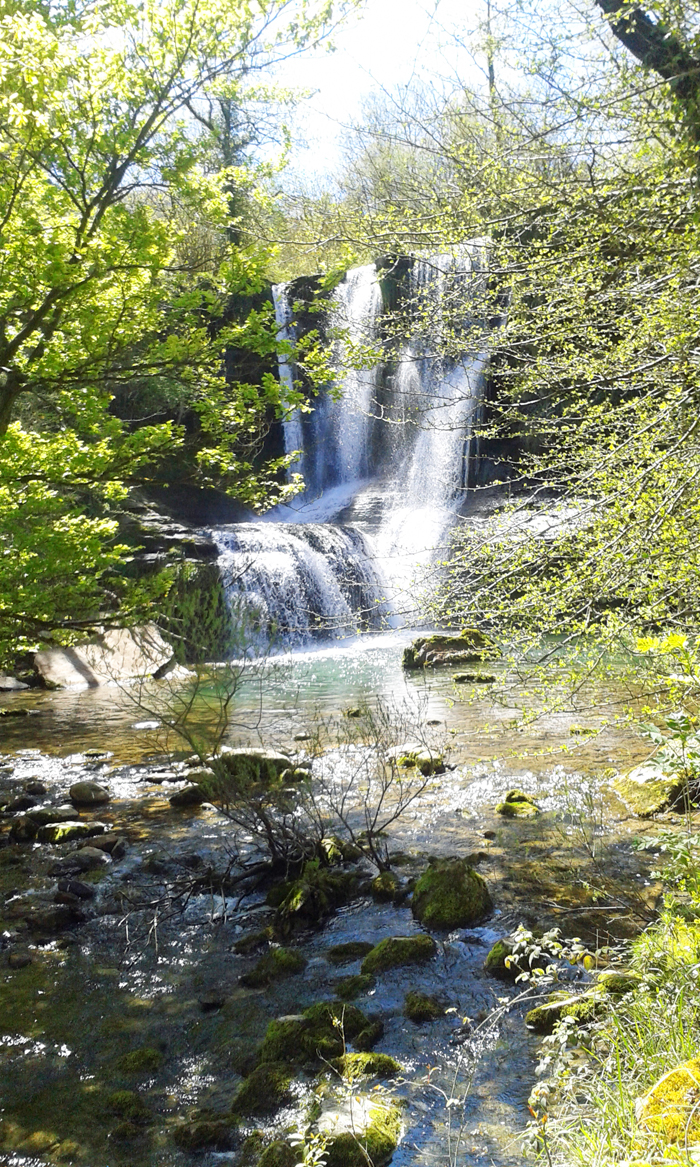 A scenic view of this waterfall behind the springtime vegetation.
