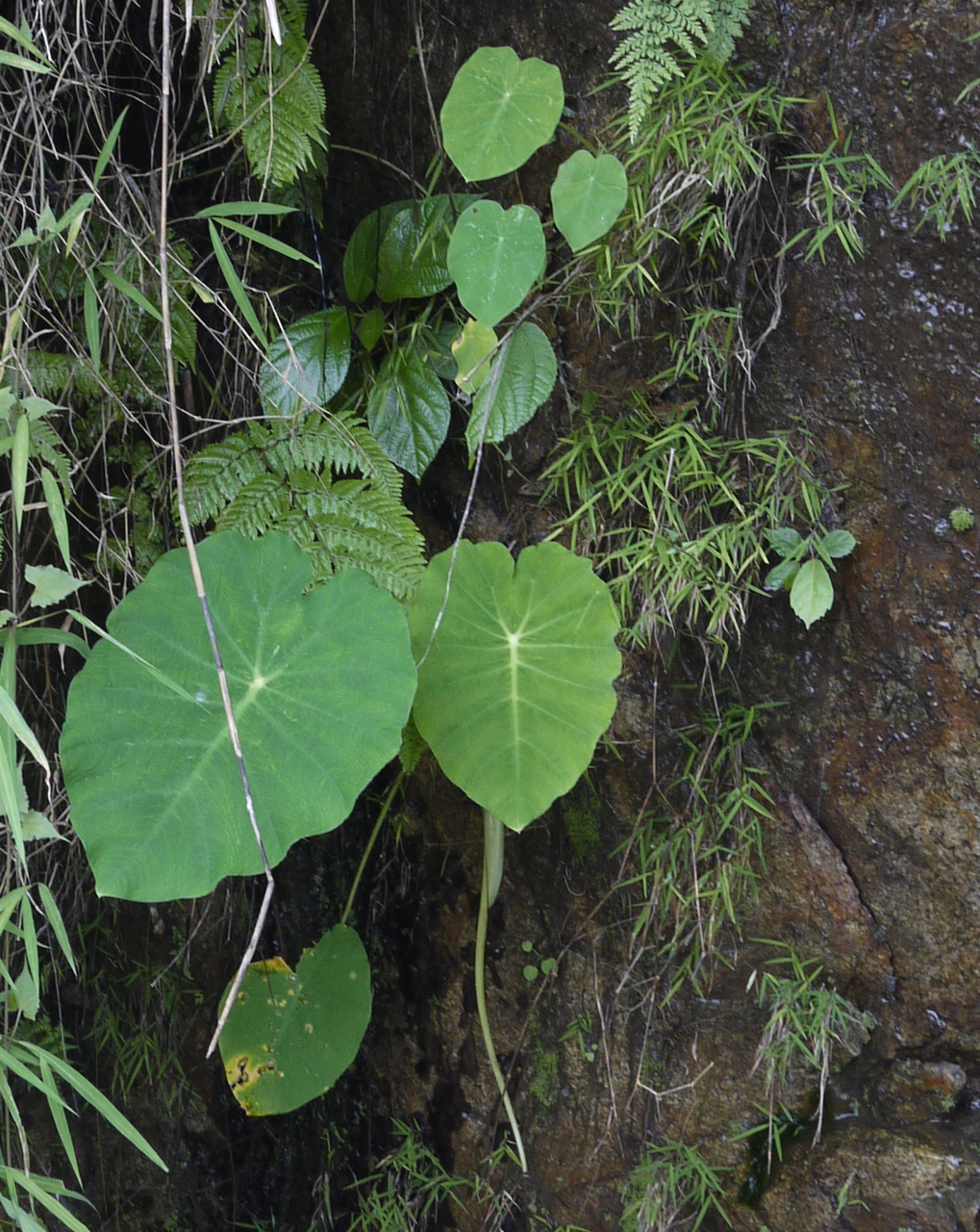 Close up of the wild taro (road to Shillong, 2015)