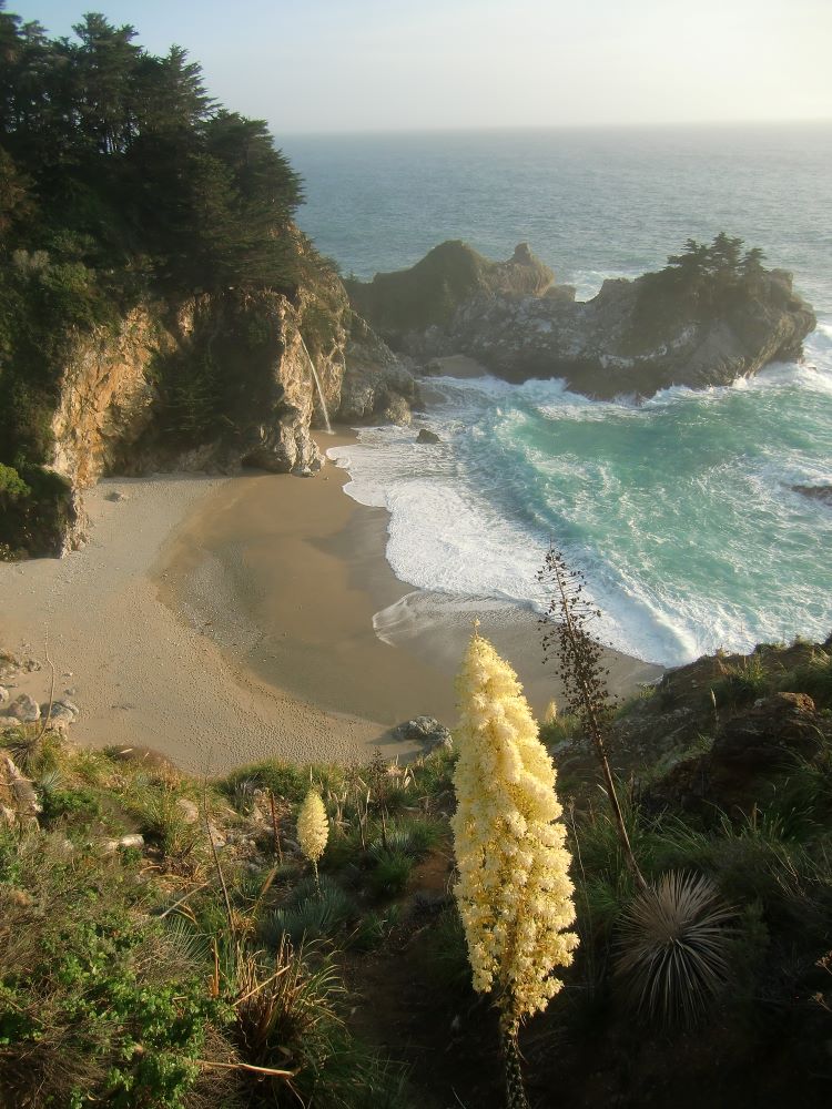 McWay Falls and yucca in bloom