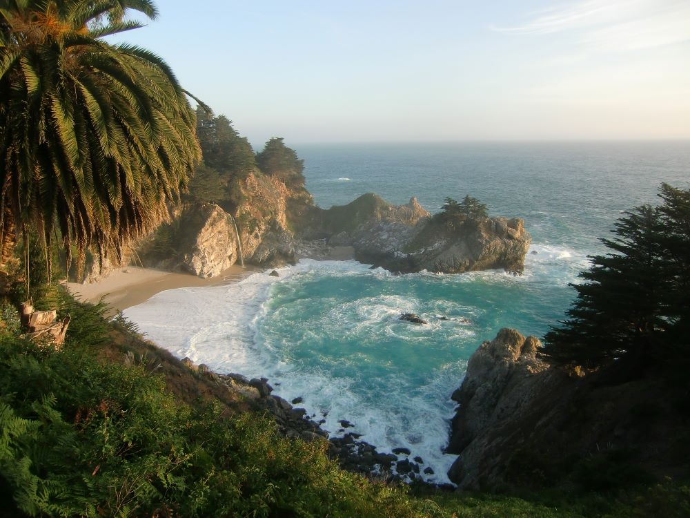 McWay Falls and palm tree